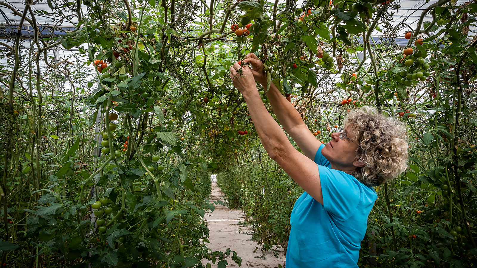 Lola cultiva tomates y pimientos sostenibles en el Mar de Plástico de Almería