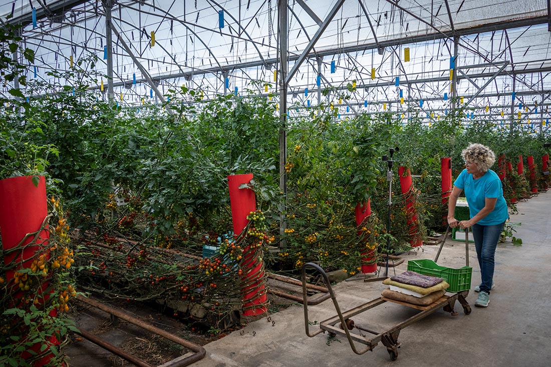 Lola de Clisol en Mar de Plástico en Almería