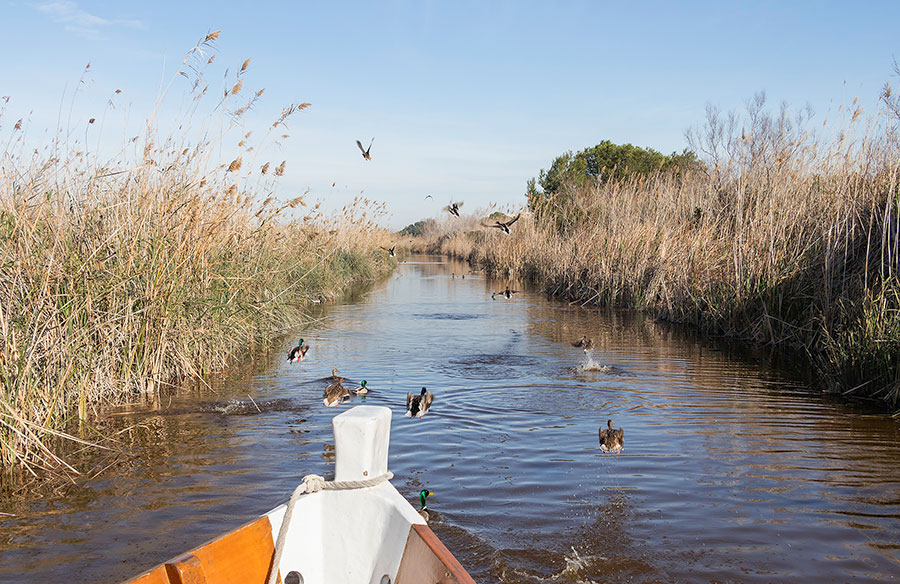 Sejl på søen i Albufera Naturpark og nyd fuglelivet.