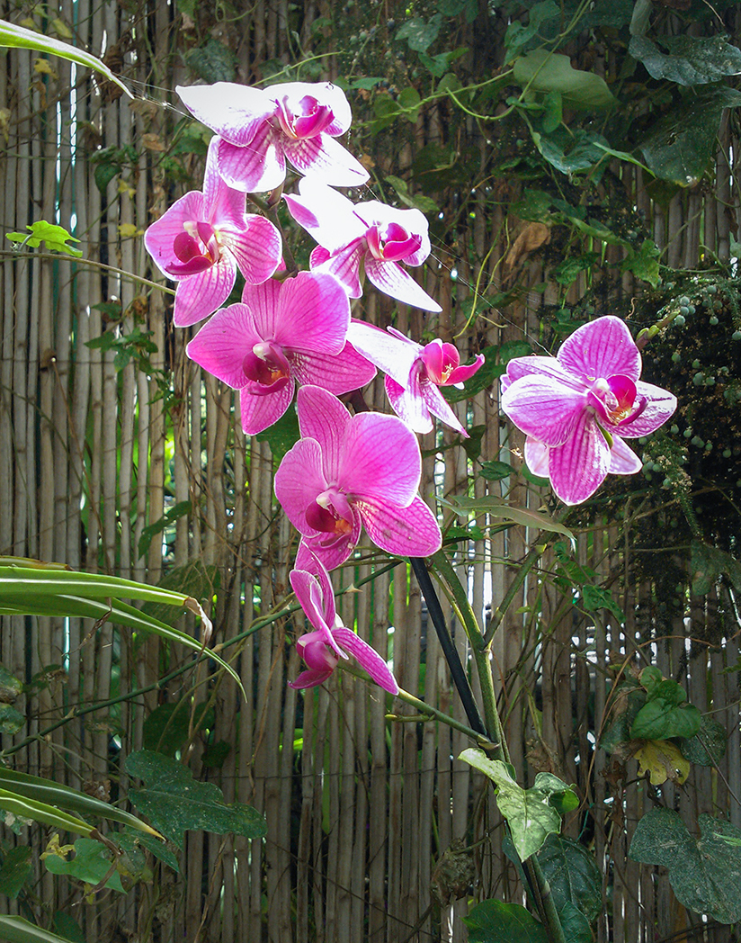 El jardín de orquídeas de Tenerife, donde se inspiró Agatha Christie.